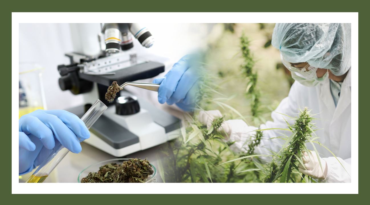 Pharma News - TGA to expand quality audits for medicinal cannabis